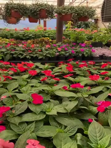 The video shows a large greenhouse filled with rows of potted plants and hanging baskets. The plants include Impatiens, which are predominantly red and pink, with some in shades of purple. There are other varieties of plants in the background, making a colorful display. Hanging baskets of greenery are suspended from the greenhouse's ceiling. The greenhouse has a translucent roof, allowing light to filter through. A metal pole is visible in the middle of the scene. The video is steady.