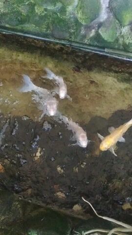 The video shows a top-down view of a small pond or aquarium with four fish swimming. Two of the fish are white or pale, one is larger and appears to be swimming towards the left side of the frame, and the other is smaller and also white. The third fish is a light golden or yellow color and is swimming towards the top right of the frame. The fourth fish is small, white, and appears to be near the bottom left of the frame. The water is murky with some debris at the bottom. There are rocks and some plant roots visible around the edges of the water.