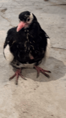 Young pigeon with black-white plumage spotted in Tvarditsa, Bulgaria