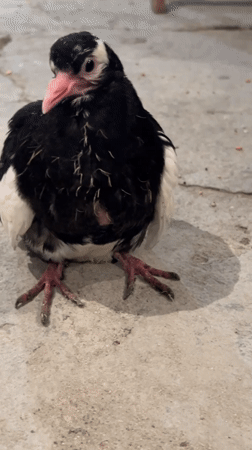 Young pigeon with black-white plumage spotted in Tvarditsa, Bulgaria