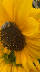 Bees foraging on sunflowers in a Surrey garden