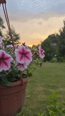 Backyard petunias frame a hazy summer sunset in Timokhovo