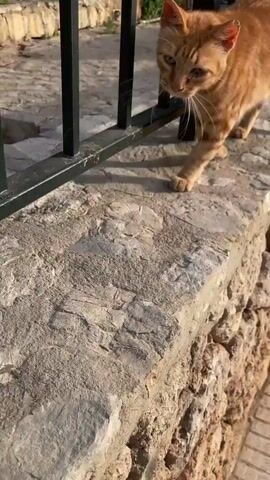 An orange tabby cat walks along a stone wall with a black metal fence to its left. The cat is in the foreground of the video, walking from right to left. The stone wall is made of rough, light-colored stones. The fence is made of thin, black metal bars. Behind the fence, there are some green plants and a staircase. The ground to the right of the wall is paved with light-colored tiles. The lighting suggests it is daytime and the sun is shining.