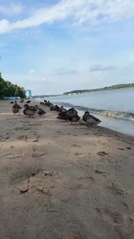 A flock of ducks stands on a sandy beach next to a body of water under a cloudy blue sky. The ducks are facing the water or are clustered together on the sand. In the background, trees and a blue structure are visible along the shoreline, and the water stretches towards the horizon. The camera is positioned low to the ground, focusing on the sand and the ducks closest to the viewer.