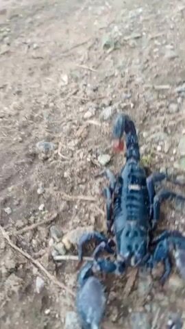 A close-up, overhead shot of a large, dark scorpion on dry, dirt ground. The scorpion is facing the viewer, with its claws and segmented tail raised slightly. The tail curves over its back, ending in a stinger. The scorpion's body is dark and appears to have some segmented texture. The ground is a mix of dirt, small stones, and some dry leaves and twigs. There is a hint of green foliage visible in the upper right corner of the frame. The video is shaky and slightly blurry.