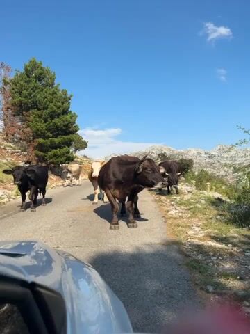 A herd of cows is walking on a paved road. The cows are black, brown, and light brown. There is a car in the foreground of the video. The road is surrounded by trees and mountains. The sky is blue.