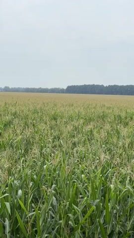 A wide shot of a cornfield stretches to the horizon under a hazy, overcast sky. The foreground is filled with tall, green corn stalks with tassels beginning to emerge. The middle ground shows more corn, appearing slightly shorter and less distinct. In the background, a line of trees marks the edge of the field. The overall impression is of a vast agricultural landscape on a cloudy day. There are no people or animals visible in the video.
