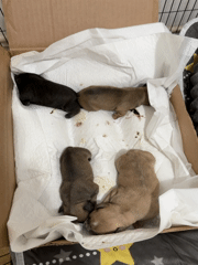 Four newborn puppies found in cardboard box in Pleven