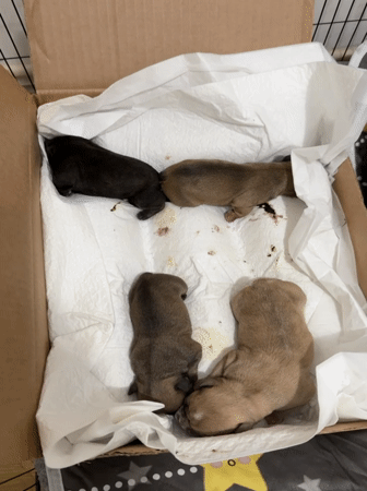 Four newborn puppies found in cardboard box in Pleven