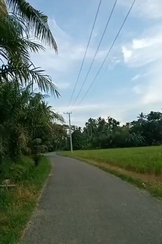 The video shows a paved road in a rural area with vegetation on either side. Palm trees and other greenery line the left side of the road, while a field of crops, likely rice, is visible on the right. A utility pole with power lines stretches across the sky overhead. The sky is partly cloudy. The camera is moving forward, suggesting the video is from a vehicle or someone walking. No people or animals are visible.