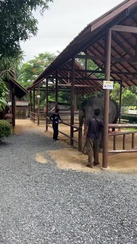The video opens with a wide shot of an outdoor enclosure for an elephant. The enclosure has a roof supported by wooden beams and is partially open on the sides, with a wooden fence. The ground inside the enclosure is covered in sand, while the path leading to it is made of gravel. In the foreground, a person wearing a dark shirt and khaki pants stands near the elephant. To the left of the elephant, another person in a dark shirt is visible, holding something in their hand and interacting with the elephant's trunk. The elephant, a large grey animal, is facing away from the camera and is partially under the shelter. In the background, there are trees and other structures, suggesting a sanctuary or zoo setting. The lighting indicates an overcast day. The video captures a brief interaction between the people and the elephant.