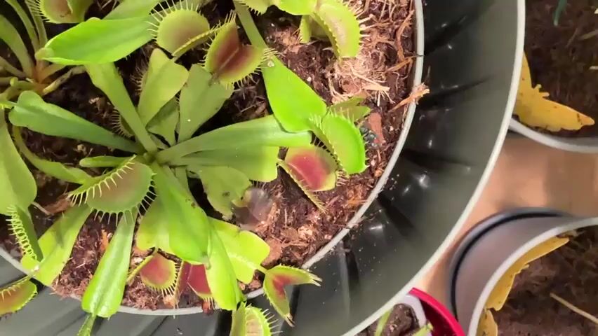 This is a close-up, overhead shot of a Venus flytrap plant in a dark gray pot. The plant has vibrant green leaves, many of which have red interiors and sharp "teeth" along the edges. Some of the traps are open, while others are partially closed. The soil is dark and appears moist.

There is a small, dark-colored insect, likely a fly, visible on the soil near the edge of one of the open traps. The background shows parts of other pots, one containing a similar plant and another with what appears to be a yellow sticky trap. The lighting suggests an indoor setting, possibly with artificial light. The overall impression is one of nature's predatory mechanisms in action, focusing on the carnivorous plant. There is no visible text in the image.