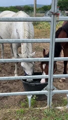 Two horses are seen drinking water from a black bucket through a metal gate in an outdoor setting in Ivan Vazovo, Bulgaria. The horse on the left is predominantly white or light grey, with some dirt or faint markings on its coat, and has a long white mane. The horse on the right is brown with distinctive white markings on its face and nose, and is wearing a halter. Both horses have their muzzles in the bucket, indicating they are actively drinking. The ground is dirt, with some sparse green vegetation, possibly wild chamomile, visible near the bucket. The scene is framed by a silver-colored metal gate in the foreground, secured with a chain. A fence is visible in the background. The lighting suggests it is daytime. There is no visible text in the image.