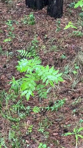 The video shows a close-up, handheld view of a forest floor. A small, green plant with compound leaves is the main focus in the center of the frame. The ground is covered in a mix of dry pine needles, fallen leaves, and some green vegetation. In the background, the dark trunks of trees are visible, partially obscured by the foliage. The lighting suggests it may be overcast or the canopy is dense. The camera is slightly shaky, indicating movement. The overall impression is of a damp, natural forest environment.