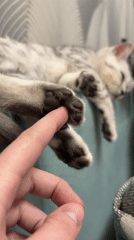 Sleeping tabby cat enjoys gentle human touch in Izhevsk home