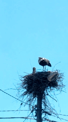 Stork family spotted nesting on utility pole