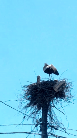 Stork family spotted nesting on utility pole