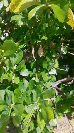 Resort pool area filmed at Venezuela beach destination