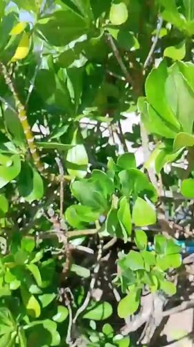 Resort pool area filmed at Venezuela beach destination