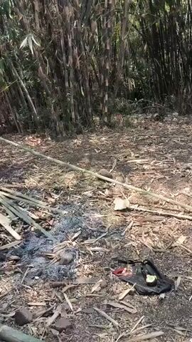 A person wearing a pink shirt and white shorts is in a bamboo forest, holding a long bamboo pole. They are standing near a pile of cut bamboo. There is also a small pile of ashes and debris on the ground. Another person, wearing a gray shirt and black shorts, walks into the frame from the left. The ground is covered with dry leaves and dirt.