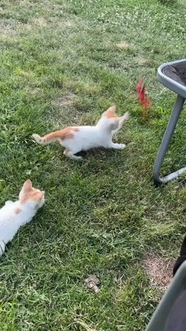 Two kittens, one white with orange markings and the other primarily white with orange patches, are playing on a grassy lawn. The kitten on the right is actively engaged with a red feather toy, which is dangling from a string attached to what appears to be a metal chair. The kitten is in a pouncing or batting posture, reaching towards the toy. The other kitten is positioned to the left and slightly behind, observing the action. The environment is outdoors, with green grass and sunlight.
