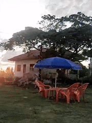 Man films at rural Indonesian cafe as cattle roam