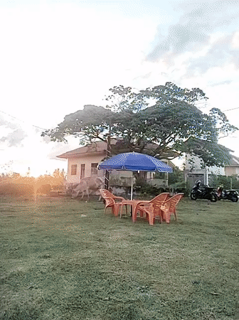 Man films at rural Indonesian cafe as cattle roam