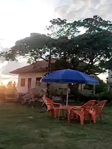 Man films at rural Indonesian cafe as cattle roam