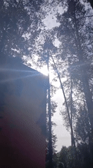 Rugs and pine trees in Visaginas on a September morning