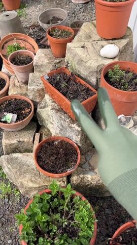 A gloved hand moves between a collection of potted plants and rocks in an outdoor setting, with a dog briefly visible in the background. The potted plants vary in size and type, with some containing visible greenery and others filled with dried matter. The plants are clustered around a pile of gray, rough-hewn stones. The dog is mostly out of focus, appearing in the background and sniffing at the ground. The camera perspective is from the point of view of someone wearing the glove.