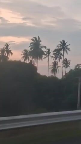 A video pans across a tropical landscape at dusk. Silhouetted palm trees dominate the foreground, set against a sky painted with soft hues of pink, orange, and gray. The trees are clustered together on a gentle slope, with lush green foliage visible beneath them. In the distance, the sky is hazy, suggesting the setting sun. A white barrier runs along the bottom of the frame, indicating the perspective is from a moving vehicle, likely a car or bus. The overall mood is serene and tranquil, capturing the quiet beauty of a tropical evening.
