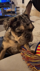 Merle French bulldog puppy evening in Barcelona
