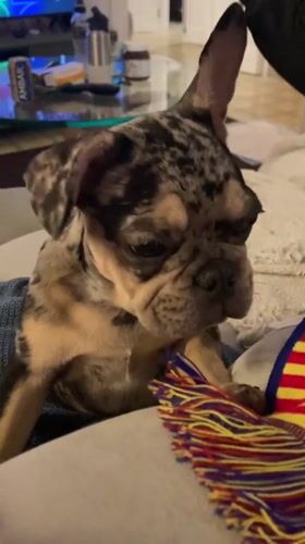 Merle French bulldog puppy evening in Barcelona