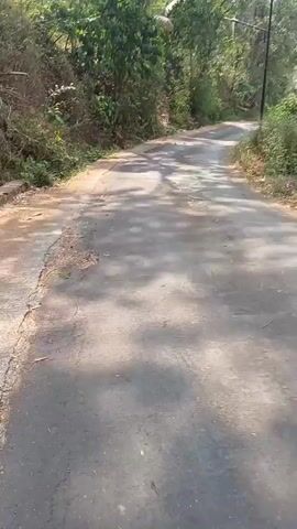 The video shows a paved road with cracked asphalt, leading through a green, wooded area. Sunlight casts dappled shadows across the road. On the left side of the road, there is dense vegetation, including trees and bushes. On the right side, the vegetation is less dense, with some dry leaves and twigs scattered on the roadside. There appear to be a few small birds on the road in the distance, scattered and facing away from the camera. The camera is moving forward along the road, giving the perspective of someone walking or driving.