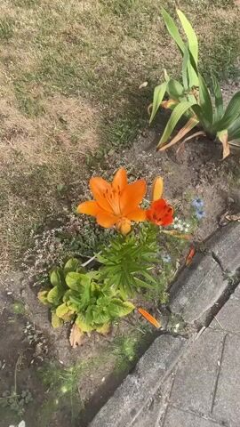 The video captures a close-up, overhead view of an orange lily flower blooming in a garden. The flower is the primary subject, with its petals fully open and prominently displayed. To the right of the main lily, a smaller, partially open orange bud is visible, along with a few tiny blue flowers. The lily is surrounded by green foliage and stems. The ground around the flower appears to be a mix of soil, dry grass, and some green ground cover. In the background, out of focus, are more green plants and dry grass. To the right edge of the frame, a concrete pathway or border is visible, with cracks and weathering. The lighting suggests it is a sunny day. There are no people or animals in the frame, and no discernible actions or interactions are taking place other than the natural bloom of the flowers.