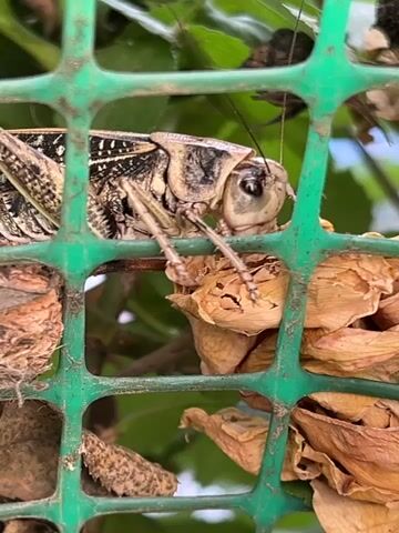 The video shows a close-up of a grasshopper perched on dried leaves, with a green plastic fence in the foreground. The grasshopper is facing to the right, with its head tilted down. Its body is a mix of brown and black, with intricate patterns on its wings. The dried leaves are light brown and crumpled, providing a textured backdrop. The green fence is made of small, diamond-shaped openings. The background is blurred, but appears to be green foliage. The lighting suggests it is daytime, possibly outdoors in a garden setting. The video is a still image presented as a short video loop.