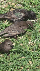 Three starlings forage in the grass in Khimki