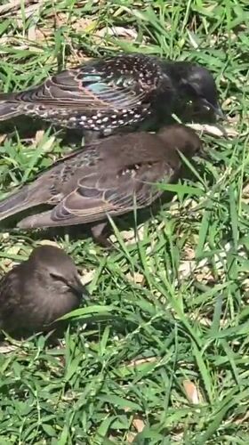 Three starlings forage in the grass in Khimki