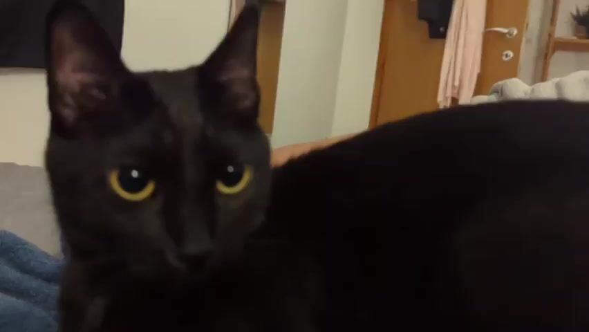 A black cat with yellow eyes lies on a bed covered with a blue towel and gray blanket. The cat is looking at the camera. Behind the bed is a white wall with a mirror, a hanging tapestry, and a partially open wooden door. Clothes hang behind the door.