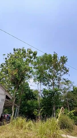 The video shows a view of some trees and a small building with a light-colored exterior. The sky is clear and blue. The footage pans slightly to the right. The sound consists of ambient noise and someone speaking.