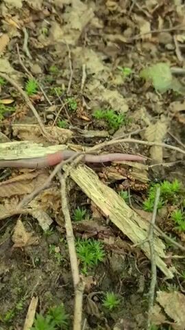 A close-up, low-angle shot shows an earthworm on the forest floor. The worm is pinkish-red and elongated, with a segmented body. It appears to be moving across a bed of fallen leaves, twigs, and small green plants. The background is a blur of brown and green, suggesting a natural, outdoor environment. The lighting is dim, indicating it may be overcast or shaded. There are no people or other animals visible.