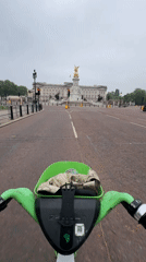 Electric scooter stops at Buckingham Palace traffic light