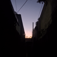 Evening observations in Wilde: moon, elderly woman with dog, cat