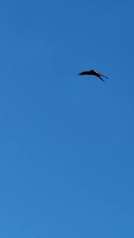 This is a video of a bird of prey soaring in a clear blue sky. The bird, silhouetted against the bright sky, appears to be a raptor, possibly a hawk or eagle, with its wings spread wide as it glides. The camera angle is looking directly upwards, emphasizing the vastness of the sky and the freedom of the bird in flight.

The sky is a vivid, cloudless blue, suggesting a sunny day, likely in the afternoon given the brightness of the light. There are no visible human figures or man-made objects in the frame, creating a sense of wilderness and nature. The video is shot from a low angle, looking up at the bird, which is positioned in the upper portion of the frame throughout the short clip. The bird is the sole subject and focal point. There is no visible text in the video. The overall impression is one of majestic flight and the serene beauty of nature.