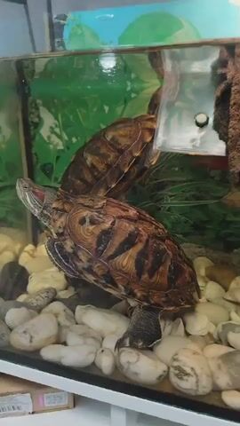 Two red-eared slider turtles are shown in a glass tank. The front turtle is facing left and is in focus, with its head and front legs visible. It has red markings on its head and a patterned shell. The second turtle is behind the first and slightly out of focus, also facing left. The tank contains white and gray pebbles and shells at the bottom, and a green backdrop with plant imagery.