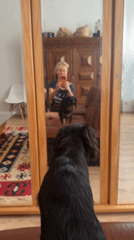 Lazy morning at home with two dogs in Wuppertal
