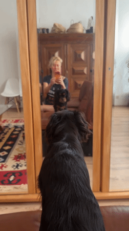 Lazy morning at home with two dogs in Wuppertal