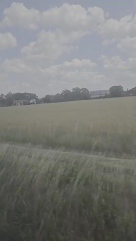 The video shows a view from a moving vehicle, likely a train or bus, looking out at a rural landscape. A field of tall, golden grass or wheat is visible in the midground, with a line of trees and buildings in the background. The sky is partly cloudy with a bright, overcast appearance. The foreground is dominated by green grass and vegetation, suggesting the vehicle is traveling alongside a roadside or track. The overall impression is one of a journey through the countryside. An announcement in German can be heard.