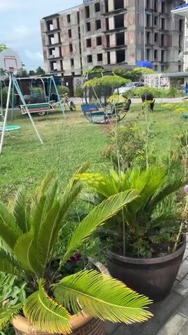 This video captures a tranquil outdoor scene in Alakhadzi, Abkhazia. The foreground is dominated by lush green grass and the vibrant leaves of a large potted plant, possibly a cycad, with feathery dill-like plants adding texture. In the mid-ground, two dark-colored goats, one appearing to be a young kid, graze peacefully on the grass. Behind them, playground equipment, including a swing set and a merry-go-round, suggests a recreational area. A silver sedan is parked nearby, and a tall, unfinished concrete building with open window frames stands in the background, its bare concrete structure contrasting with the surrounding greenery. A smaller, modern house with a blue roof is visible to the right. The sky appears partly cloudy, suggesting it is daytime. The overall atmosphere is one of quiet, everyday life, with the goats freely roaming in what seems to be a semi-developed or transitional area. No text is visible in the footage.