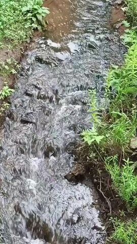 A small stream with clear water flows over rocks, surrounded by green vegetation.